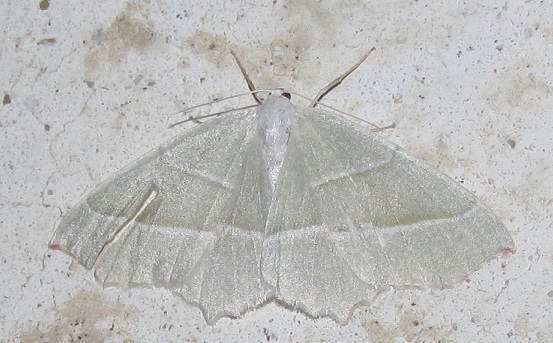 Campaea margaritata